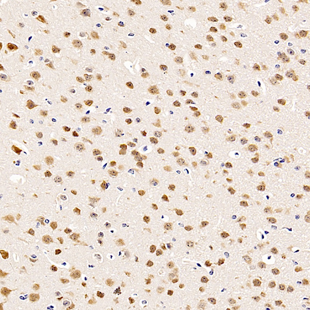 Immunohistochemistry analysis of paraffin-embedded mouse brain  using RBFOX3 Polyclonal Antibody at dilution of 1:500.