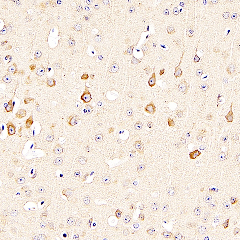 Immunohistochemistry analysis of paraffin-embedded mouse brain  using ENO2 Polyclonal Antibody at dilution of 1:400.
