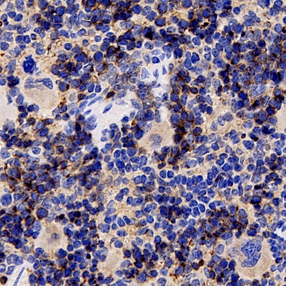 Immunohistochemistry analysis of paraffin-embedded rat spleen using BSG Polyclonal Antibody at dilution of 1:200.