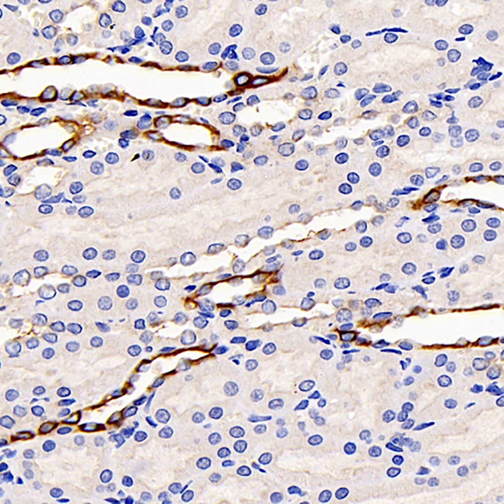 Immunohistochemistry analysis of paraffin-embedded Mouse kidney  using BSG Polyclonal Antibody at dilution of 1:200.