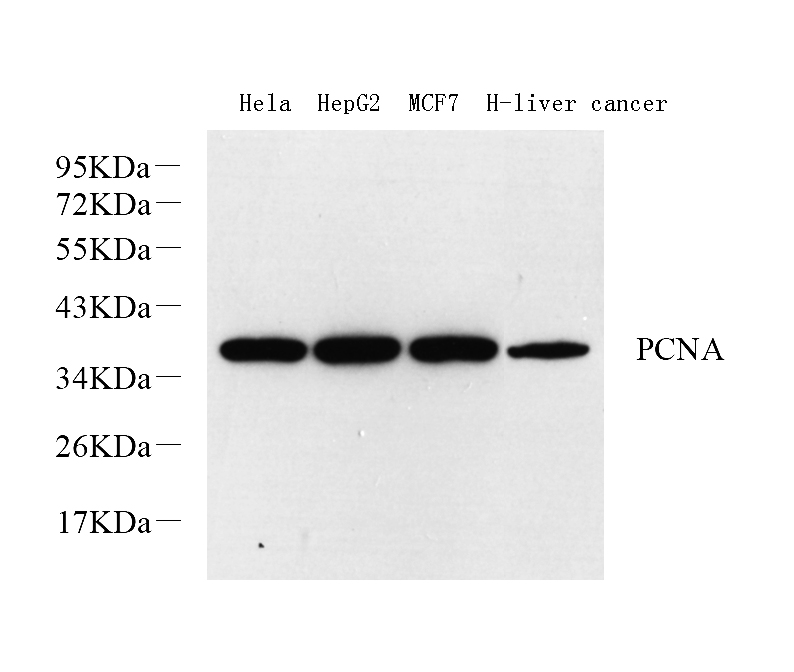 Western Blot analysis of various samples using Proliferating Cell Nuclear Antigen Polyclonal Antibody at dilution of 1:1000.