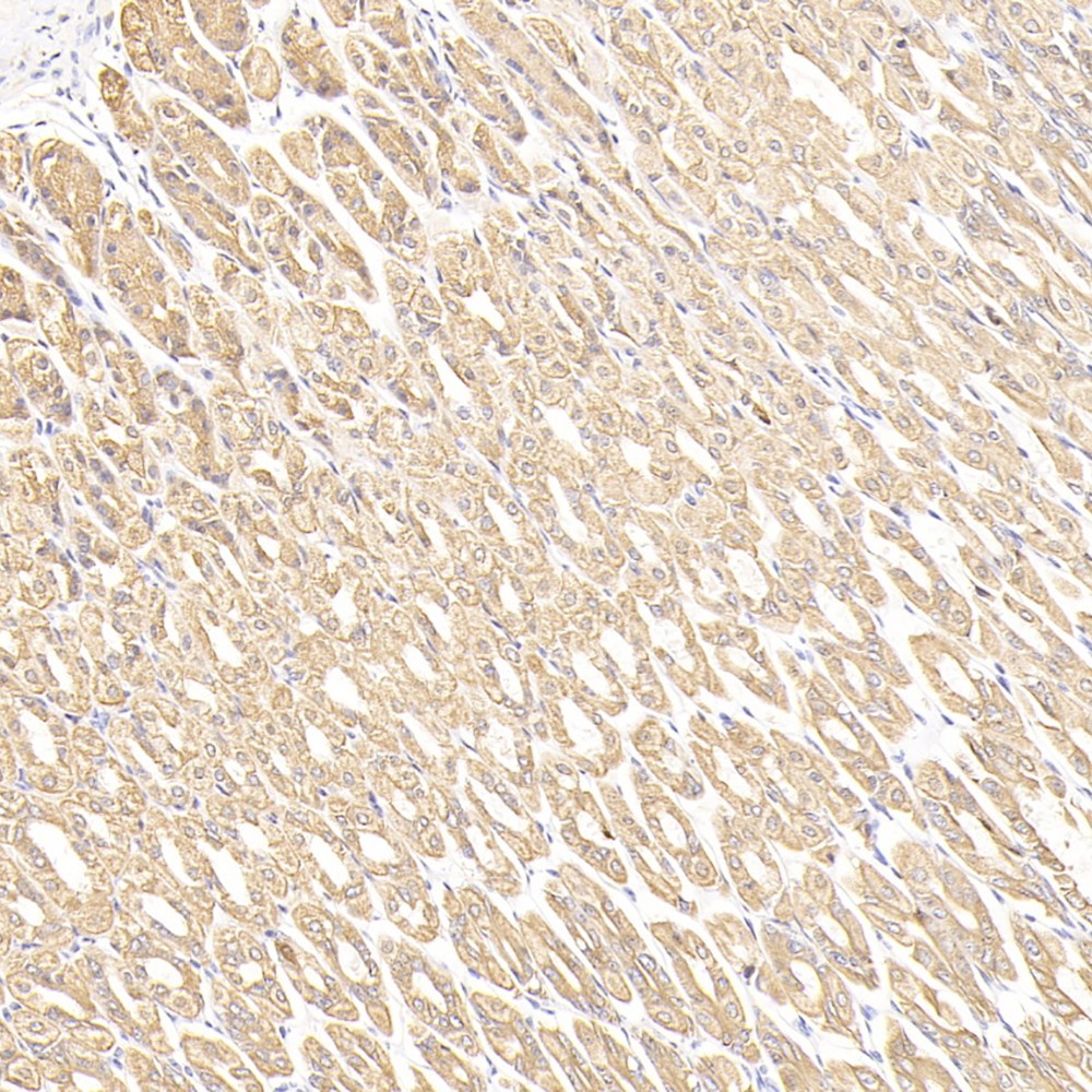 Immunohistochemistry analysis of paraffin-embedded mouse stomach cancer  using CK-7 Monoclonal Antibody at dilution of 1:300.