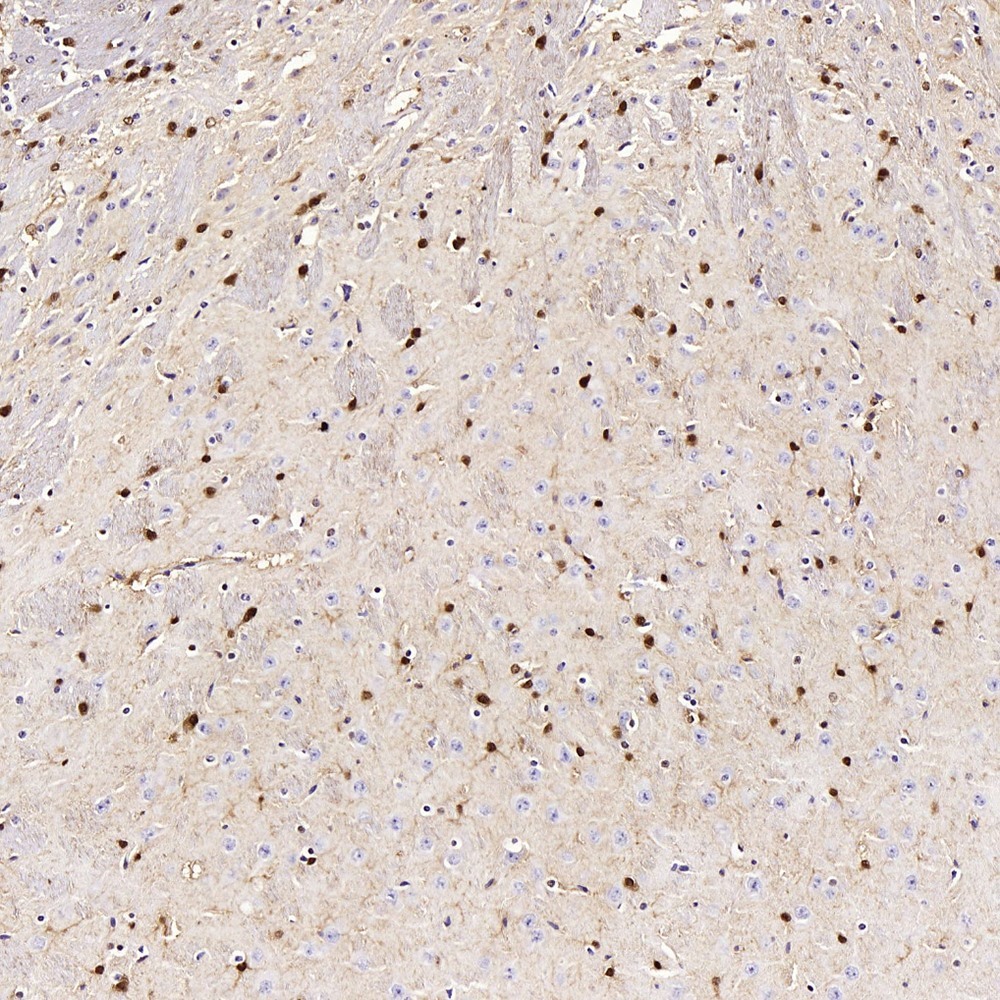 Immunohistochemistry analysis of paraffin-embedded mouse brain  using S100B Polyclonal Antibody at dilution of 1:400.