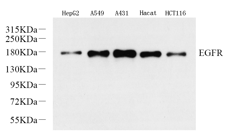 Western Blot analysis of various samples using EGFR Polyclonal Antibody at dilution of 1:1000.