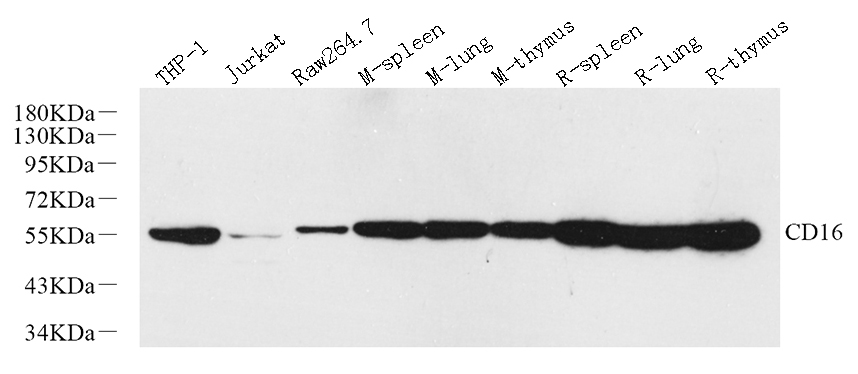 Western Blot analysis of various samples using FCGR3A Polyclonal Antibody at dilution of 1:800.