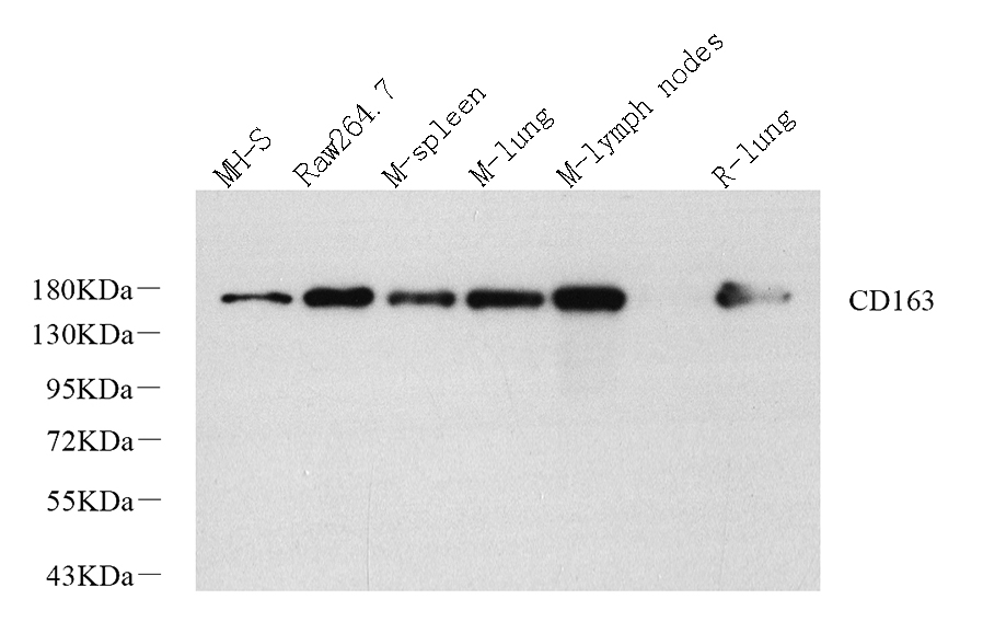 Western Blot analysis of various samples using CD163 Polyclonal Antibody at dilution of 1:1200.