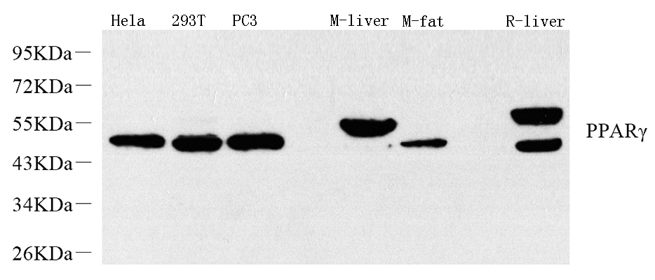 Western Blot analysis of various samples using PPARG Polyclonal Antibody at dilution of 1:1500.