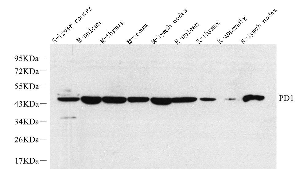 Western Blot analysis of various samples using PD-1/CD279 Polyclonal Antibody at dilution of 1:1000.