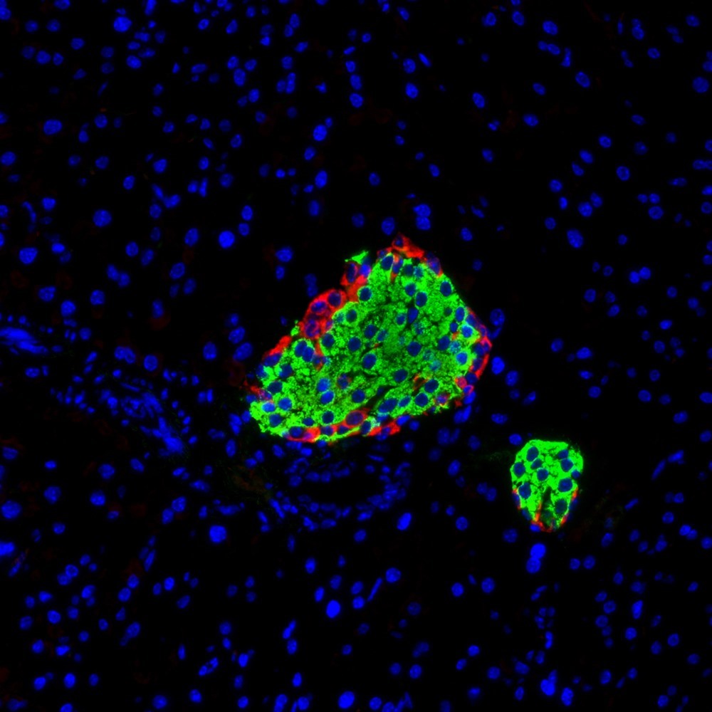 Immunofluorescence analysis of paraffin-embedded Mouse pancreas  using GCG Polyclonal Antibody at dilution of 1:200.Red is labeled with glucagon antibody and green is labeled with insulin antibody.