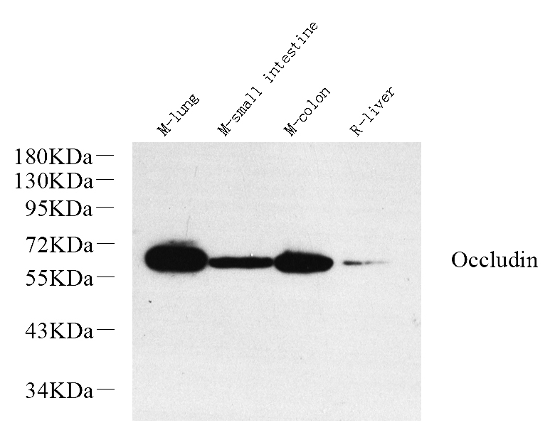 Western Blot analysis of various samples using OCLN Polyclonal Antibody at dilution of 1:1000.