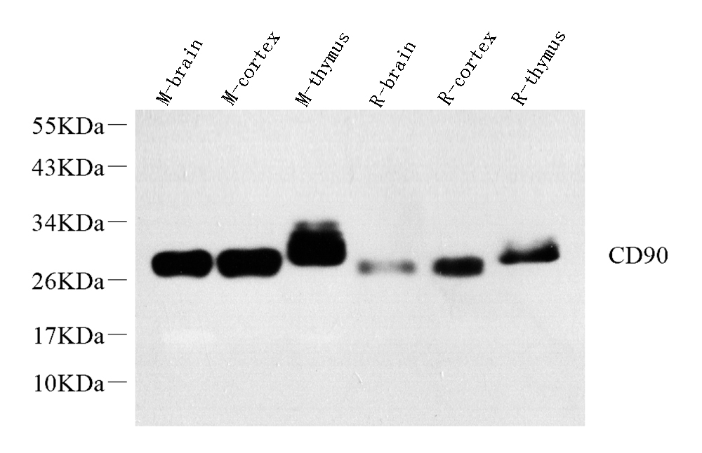 Western Blot analysis of various samples using THY1 Polyclonal Antibody at dilution of 1:1000.