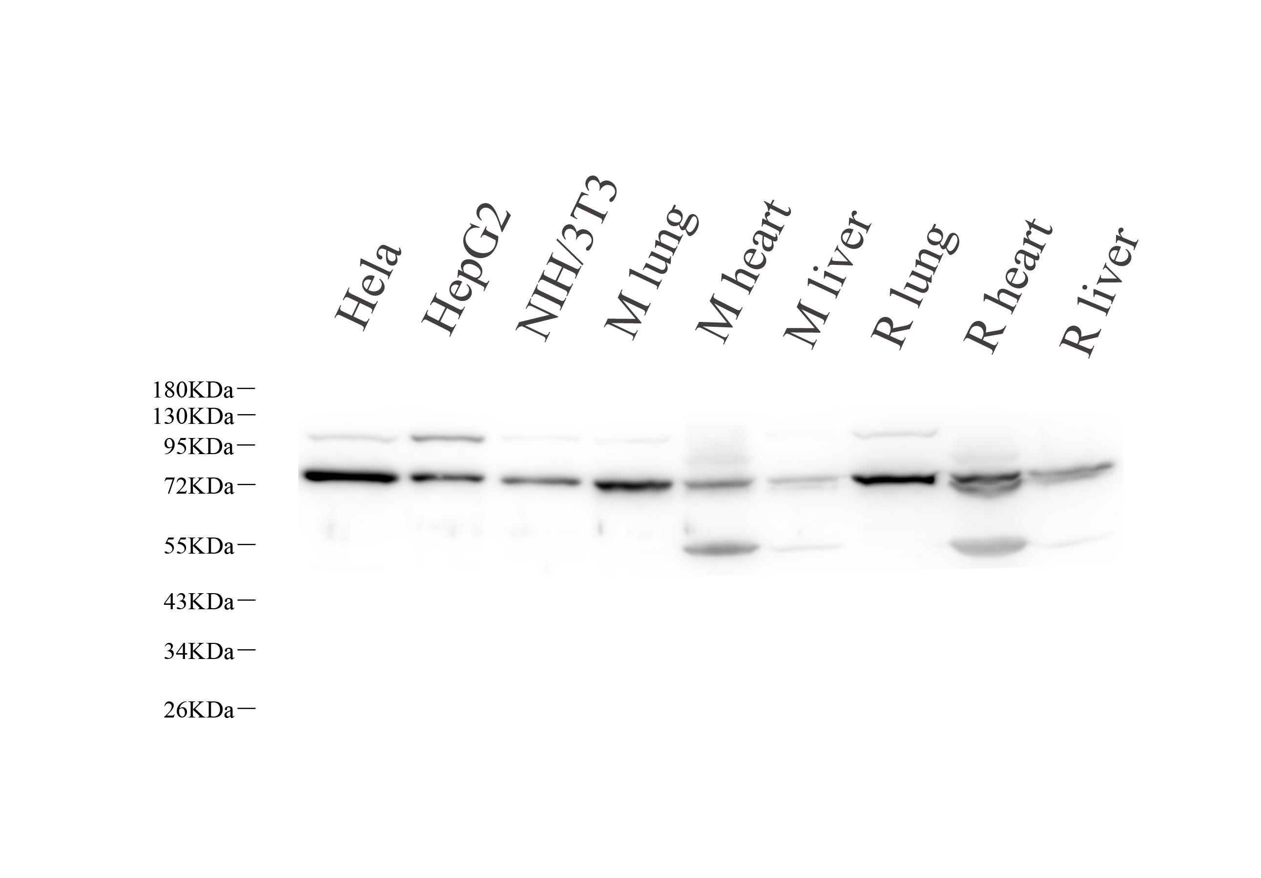 Western Blot analysis of various samples using LMNA Polyclonal Antibody at dilution of 1:1000.