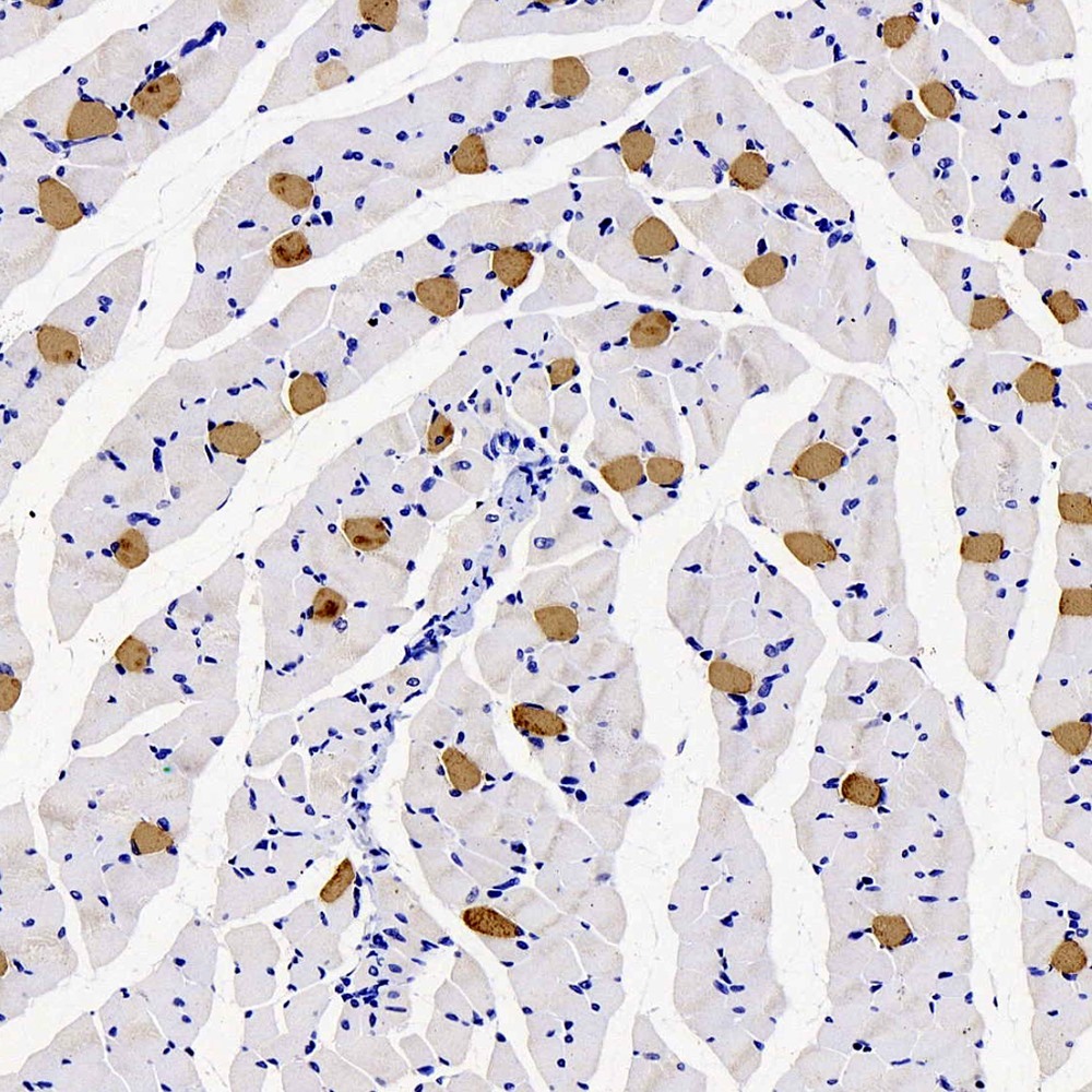 Immunohistochemistry analysis of paraffin-embedded rat muscle  using MYL2 Polyclonal Antibody at dilution of 1:300.