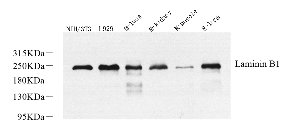 Western Blot analysis of various samples using Laminin beta1 Polyclonal Antibody at dilution of 1:800.