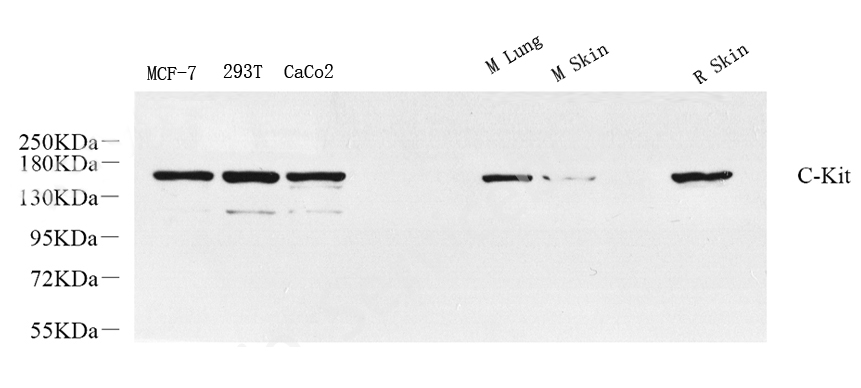Western Blot analysis of various samples using c-Kit Polyclonal Antibody at dilution of 1:800.