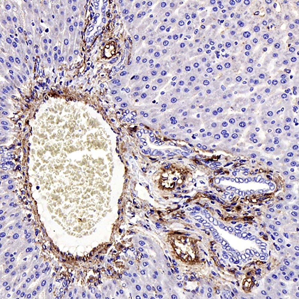 Immunohistochemistry analysis of paraffin-embedded rat liver  using CAV1 Polyclonal Antibody at dilution of 1:1000.