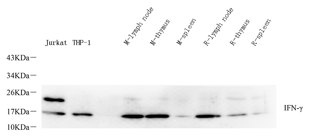 Western Blot analysis of various samples using IFNG Polyclonal Antibody at dilution of 1:400.