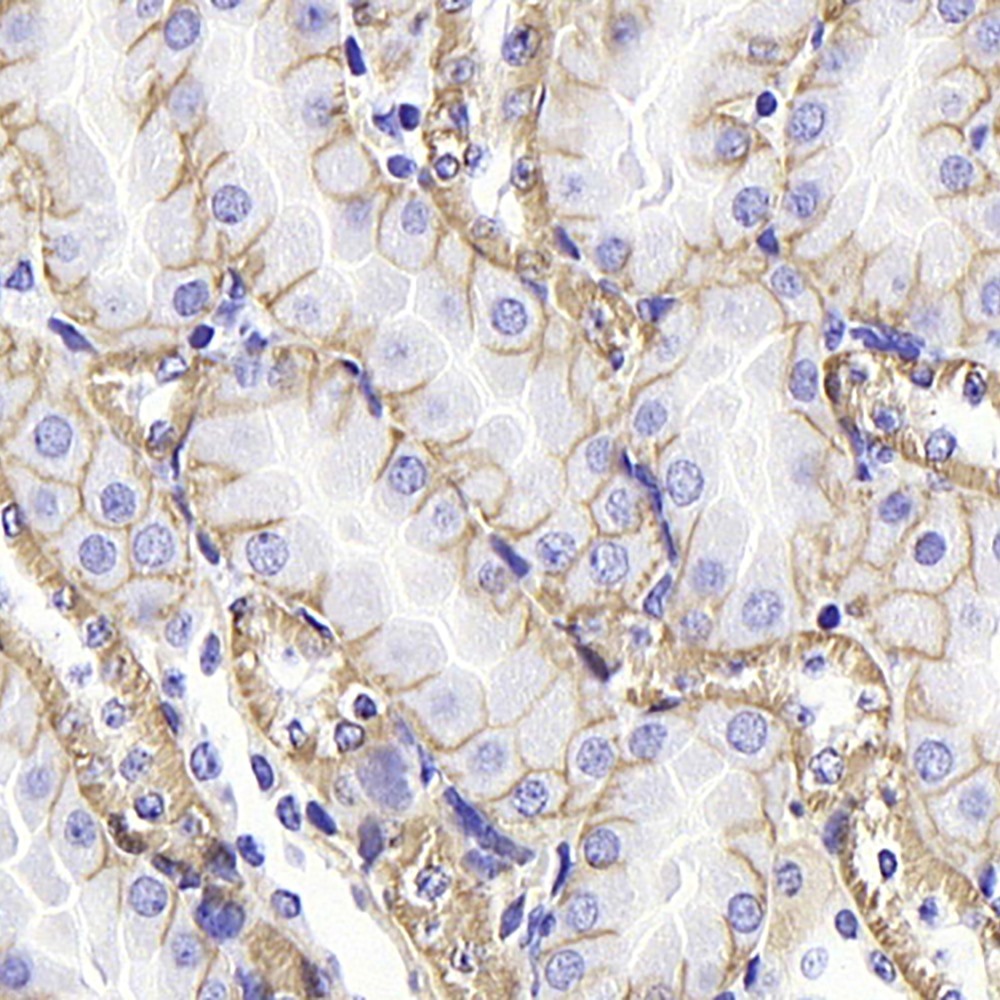 Immunohistochemistry analysis of paraffin-embedded Mouse kidney  using Na+/K+-ATPase alpha1 Polyclonal Antibody at dilution of 1:300.