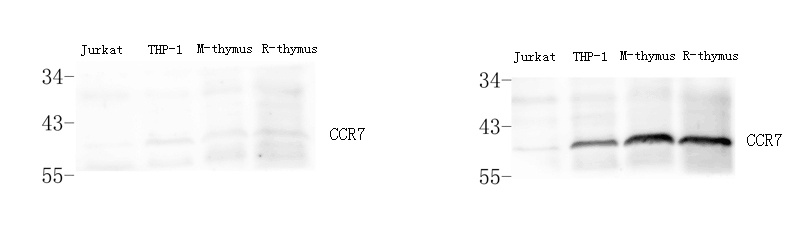 Western Blot analysis of various samples using control peptide antigen (left) and CCR7 Polyclonal Antibody at dilution of 1:800(right).