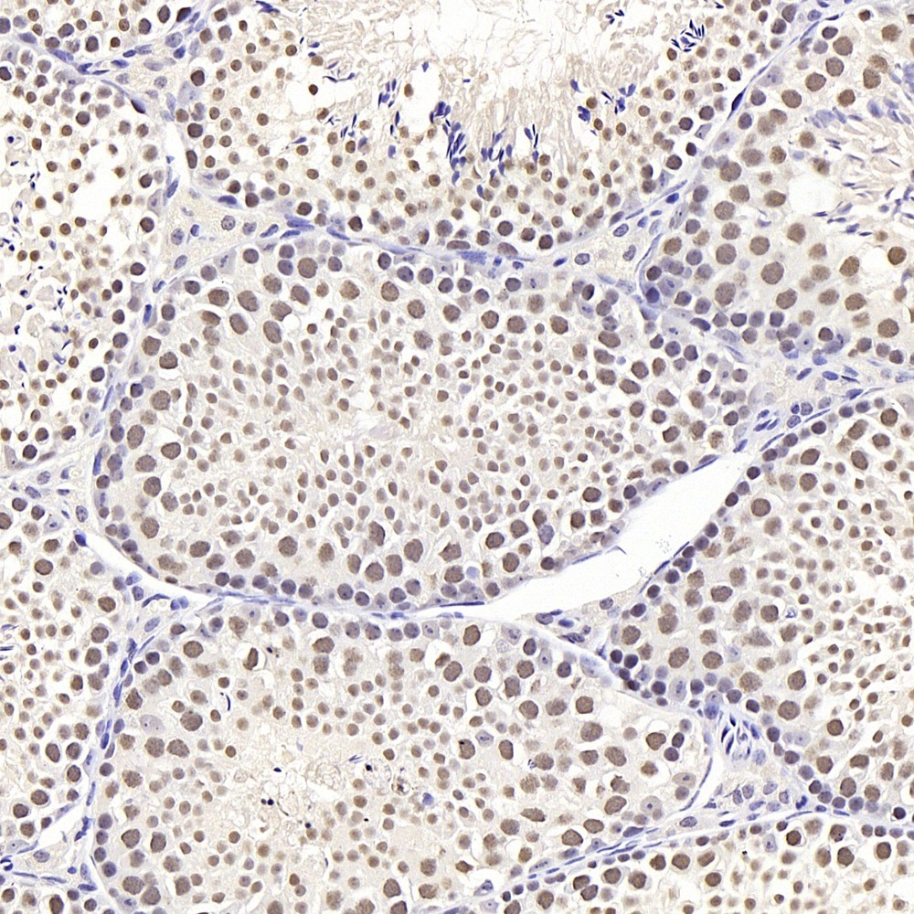 Immunohistochemistry analysis of paraffin-embedded mouse testis  using SIRT1 Polyclonal Antibody at dilution of 1:300.
