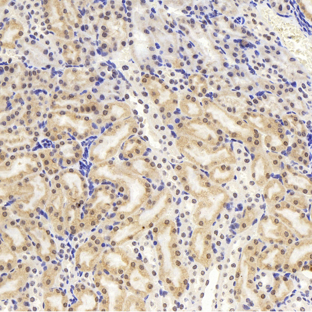 Immunohistochemistry analysis of paraffin-embedded mouse kidney  using JUN Polyclonal Antibody at dilution of 1:1000.