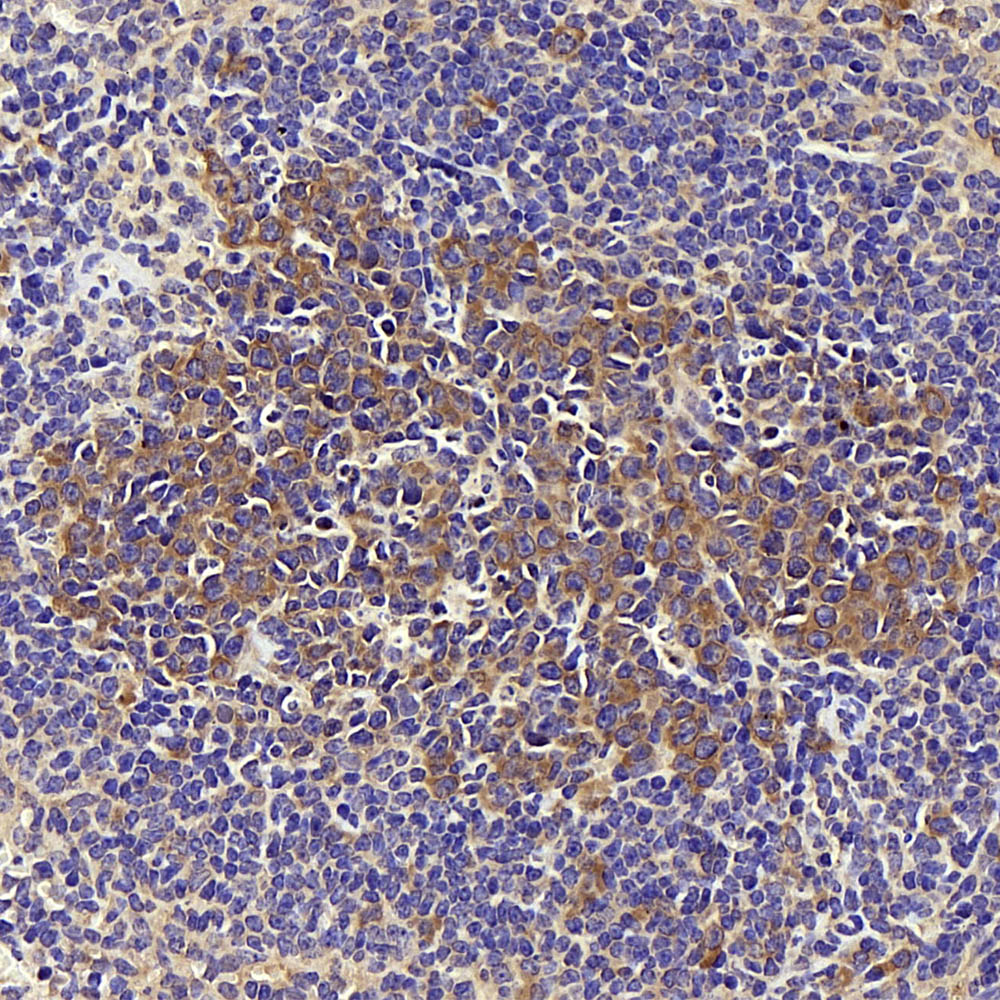 Immunohistochemistry analysis of paraffin-embedded mouse spleen  using CD284 Polyclonal Antibody at dilution of 1:1000.