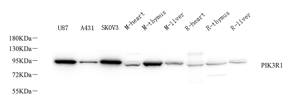 Western Blot analysis of various samples using PI 3 kinase p85 alpha Polyclonal Antibody at dilution of 1:1000.