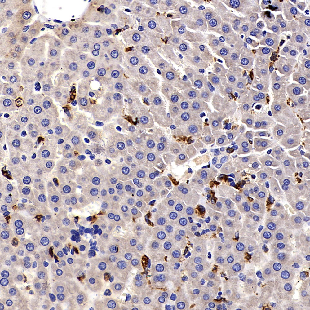 Immunohistochemistry analysis of paraffin-embedded rat liver  using CD68 Polyclonal Antibody at dilution of 1:500.