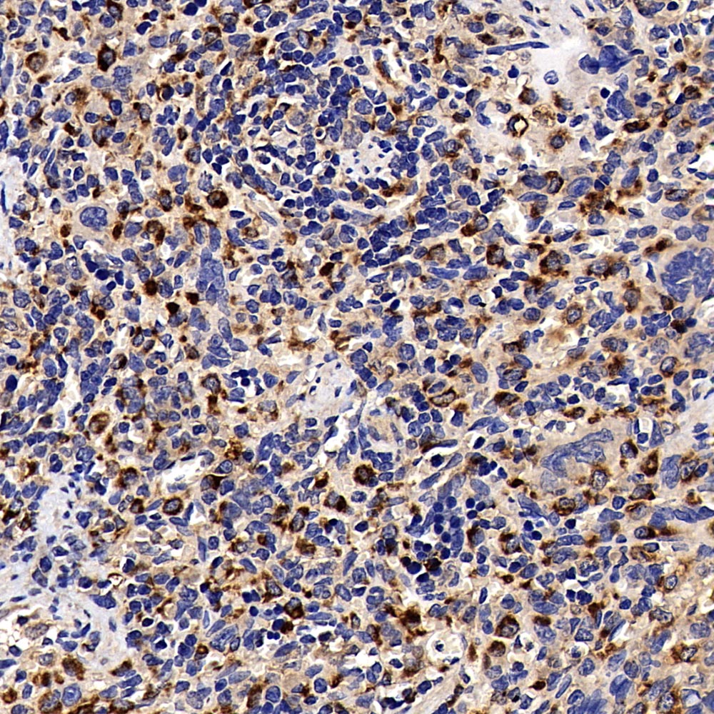 Immunohistochemistry analysis of paraffin-embedded Rat spleen  using CD68 Polyclonal Antibody at dilution of 1:500.