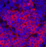 Immunofluorescence analysis of Rat spleen tissue using Cleaved-PARP1 (D214) Polyclonal Antibody at dilution of 1:200.