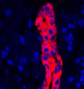 Immunofluorescence analysis of Human liver tissue using CK-19 Polyclonal Antibody at dilution of 1:200.