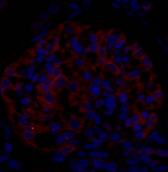 Immunofluorescence analysis of Rat kidney tissue using EIF2 alpha Polyclonal Antibody at dilution of 1:200.