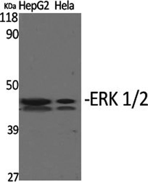 Western Blot analysis of HepG2, Hela cells using ERK 1/2 Polyclonal Antibody at dilution of 1:1000.