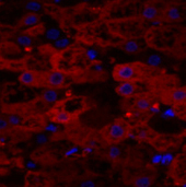 Immunofluorescence analysis of Human liver tissue using LMNA Polyclonal Antibody at dilution of 1:200.