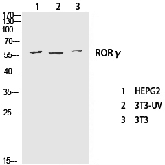 Western Blot analysis of various cells using RORC Polyclonal Antibody at dilution of 1:1000.