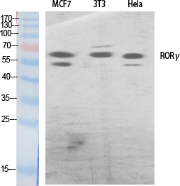 Western Blot analysis of various cells using RORC Polyclonal Antibody at dilution of 1:500.