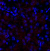 Immunofluorescence analysis of Mouse kidney tissue using HSP27 Polyclonal Antibody at dilution of 1:200.