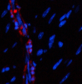 Immunofluorescence analysis of Mouse heart tissue using α-SMA Polyclonal Antibody at dilution of 1:200.