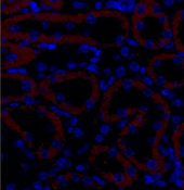 Immunofluorescence analysis of Mouse kidney tissue using TGF β Receptor II Polyclonal Antibody at dilution of 1:200.