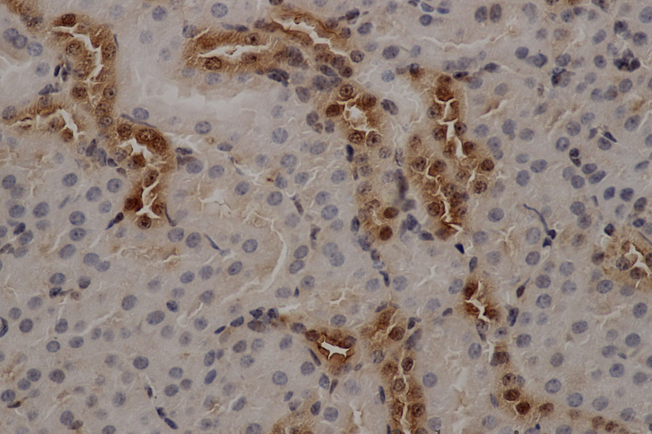 Immunohistochemistry of paraffin-embedded Mouse kidney using ANXA5 Polyclonal Antibody at dilution of 1:50