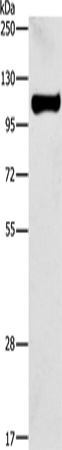 Western Blot analysis of Raji cell using STAT6 Polyclonal Antibody at dilution of 1:450