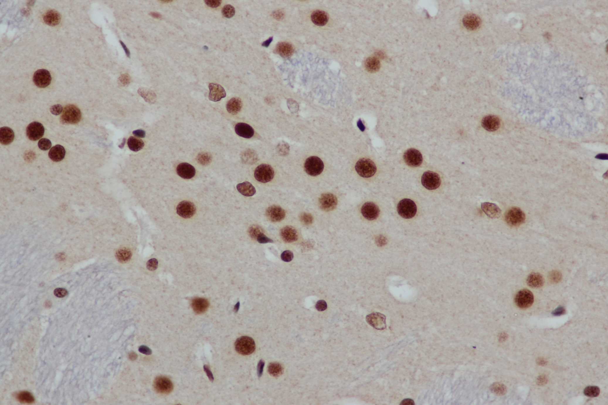 Immunohistochemistry of paraffin-embedded Mouse brain using CREB1 Polyclonal Antibody at dilution of 1:50
