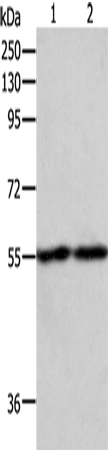 Western Blot analysis of RAW264.7 and NIH/3T3 cell using EGR1 Polyclonal Antibody at dilution of 1:400