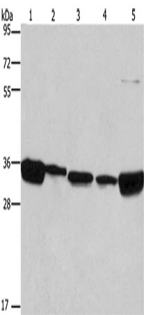 Western Blot analysis of 293T, A431, NIH/3T3, hela and hepG2 cell using ELAVL1 Polyclonal Antibody at dilution of 1:667