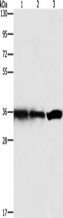 Western Blot analysis of Hela, 293T and 231 cell using GNB1 Polyclonal Antibody at dilution of 1:450