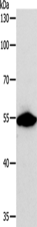 Western Blot analysis of NIH/3T3 cell using CALR Polyclonal Antibody at dilution of 1:800