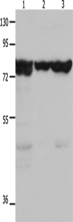 Western Blot analysis of Mouse kidney tissue, 293T and hela cell using HSP75 Polyclonal Antibody at dilution of 1:1500