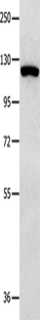 Western Blot analysis of 823 cell  using MVP Polyclonal Antibody at dilution of 1:350