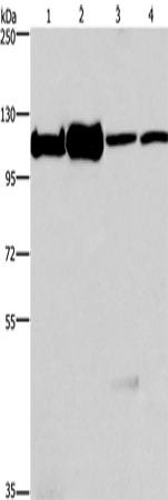 Western Blot analysis of 293T, K562, NIH/3T3 and hela cell using MCM6 Polyclonal Antibody at dilution of 1:500