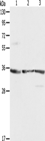 Western Blot analysis of NIH/3T3, A431 and Jurkat cell using RPLP0 Polyclonal Antibody at dilution of 1:750